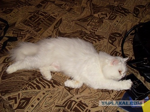 Котовторник 8 мая 2012