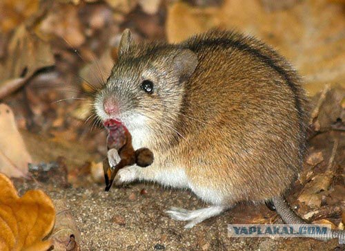 Хватит, не?