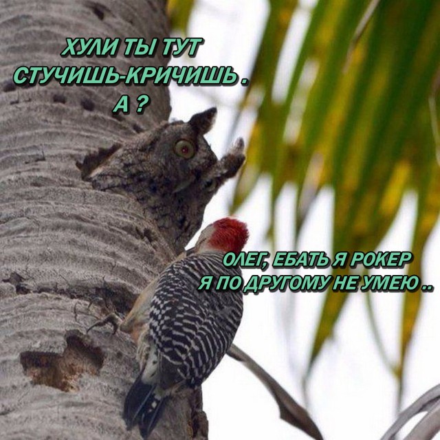 Российский дрон-разведчик в форме совы
