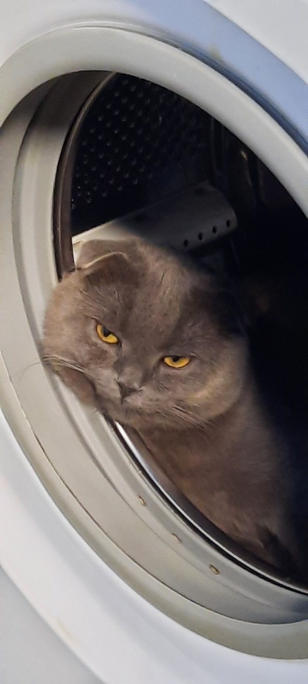 Эти забавные животные