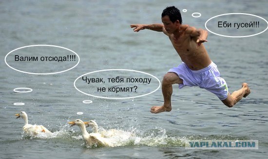 Фотожаба: Поймаю - съем!