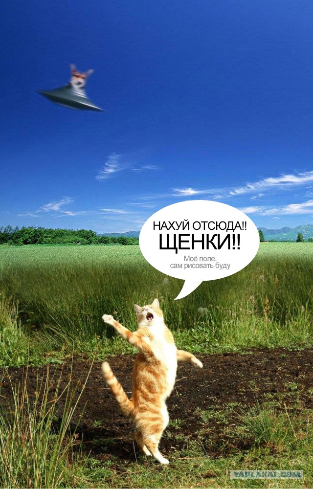 Кот поёт