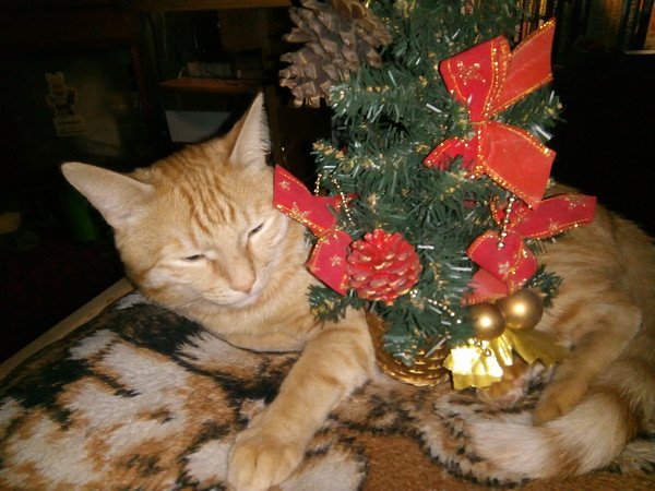 Первый котовторник 2022