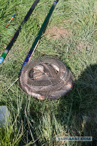 Утро на рыбалке.