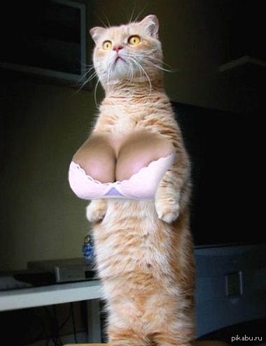 Рыцари коты