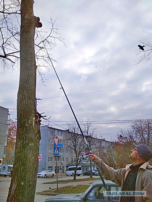 Вешенки