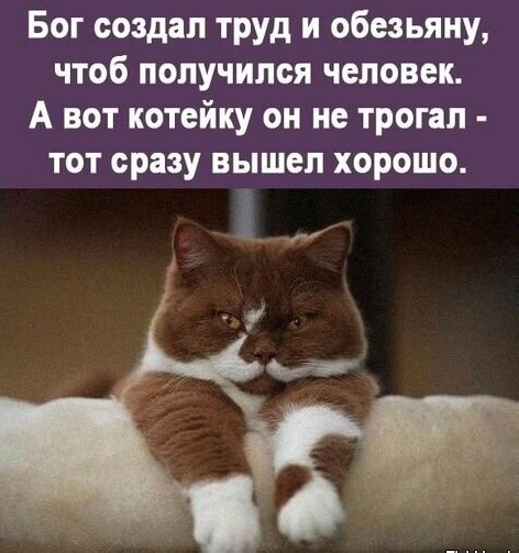 Картинки и мемы для настроения - 187