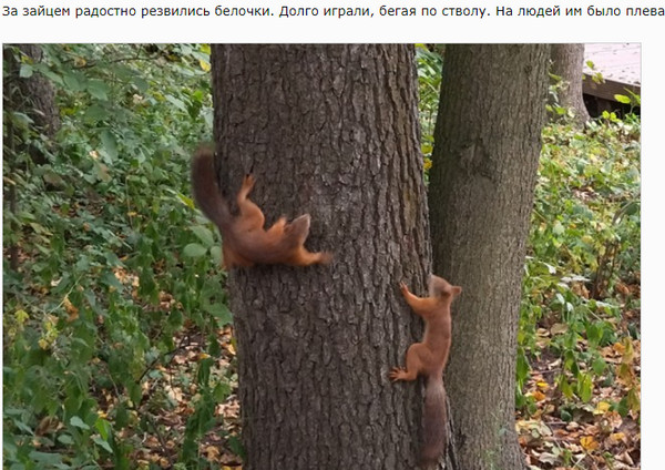 Волшебная страна