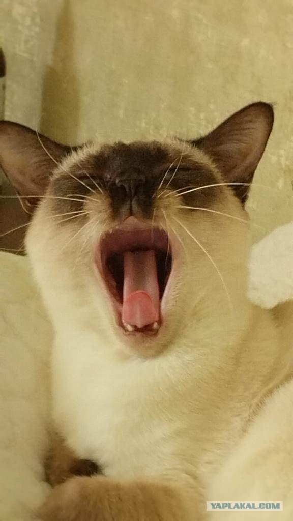 Всех с котовторником