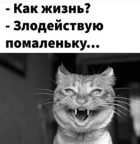 К котовторнику: подборка картинок-баянов с котиками и про котиков. Выпуск 11