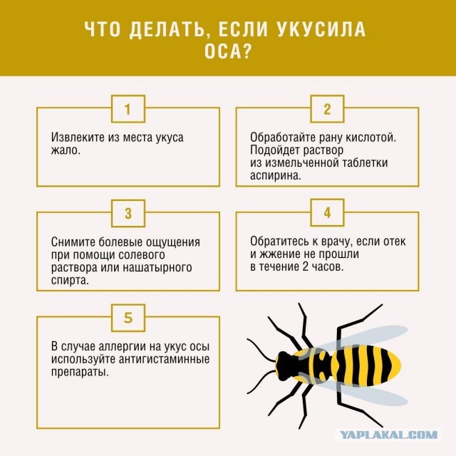 Оса укусила водителя и он начал терять сознание прямо за рулём.