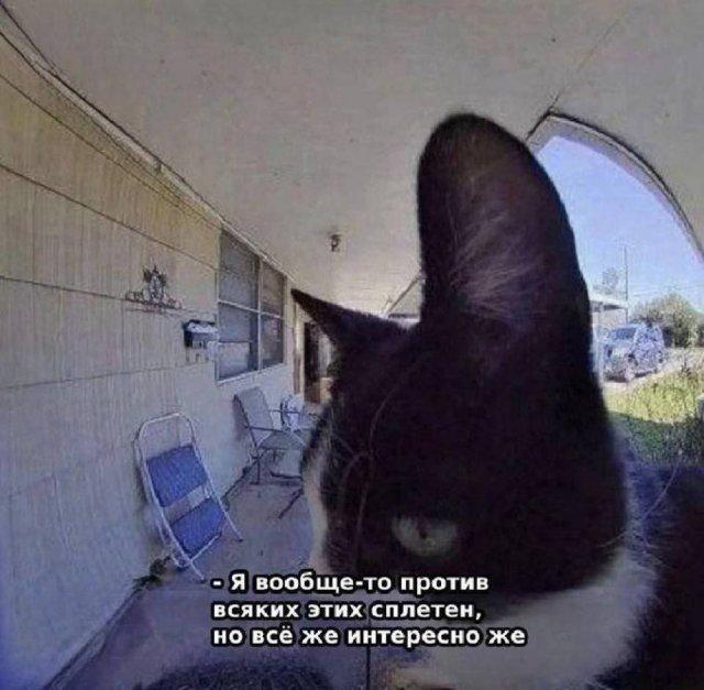 К котовторнику: подборка картинок-баянов с котиками и про котиков. Выпуск 25.
