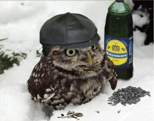 А где пьяная Сова?