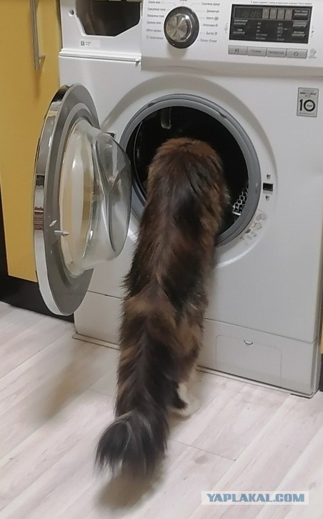 Хвостище к котовторнику