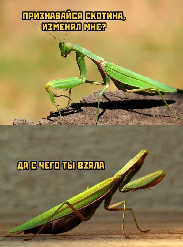 Четверговые картинки