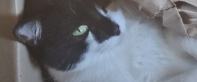 К котовторнику. Как гнездятся коты