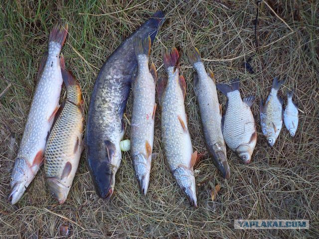 Рыбалка в Астрахани