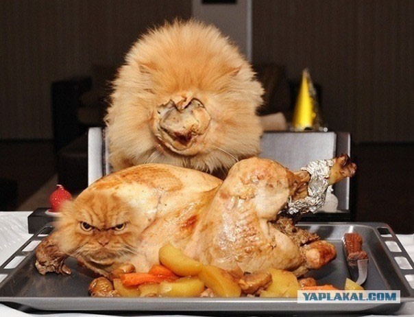 Упоротая лиса одобряет