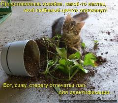 Визуализируем свои инициалы