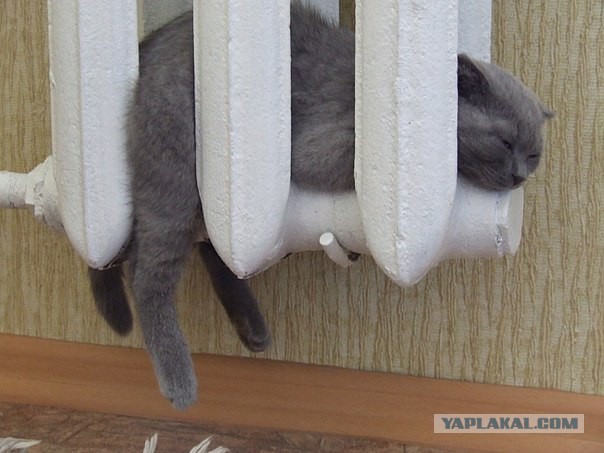 Сделал коту надбатарейник.