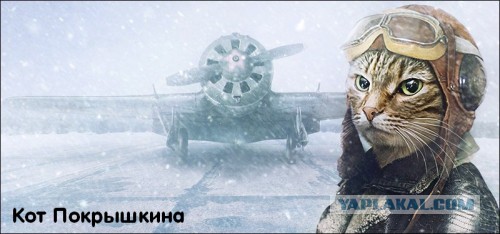 Коты ученых