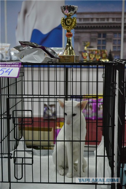 Котовторник 25.02.2014