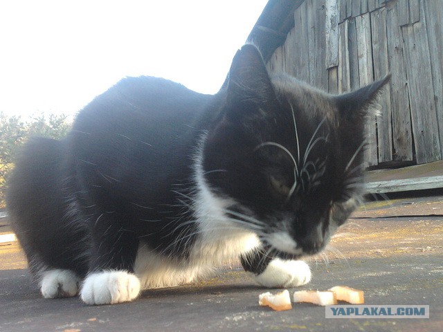 Котовторник 25.02.2014