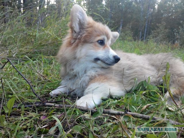 Собакочетверг