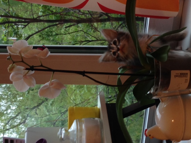 Котовторник 6.05.2014