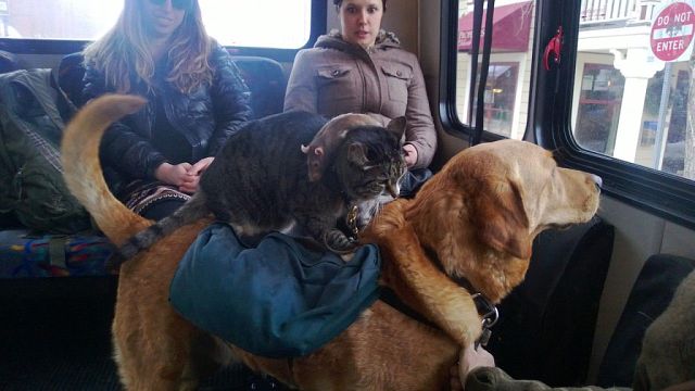 Немного позитива на пятницу.