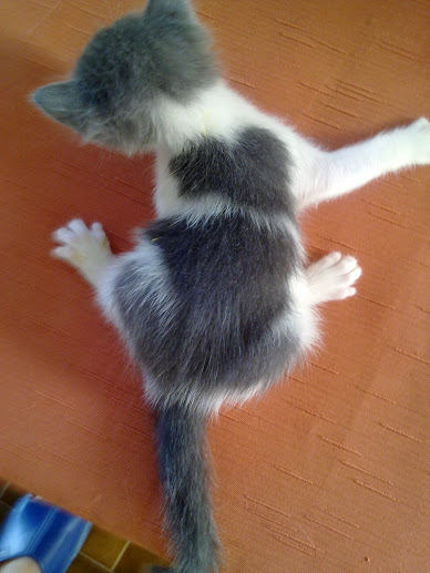 Котовторник 16.09.14