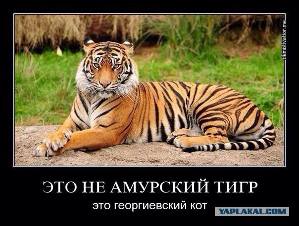 Всем зеленки!