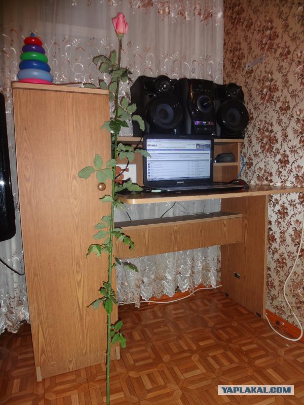 дамам ЯПа