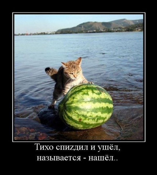 Демотиваторы вторника