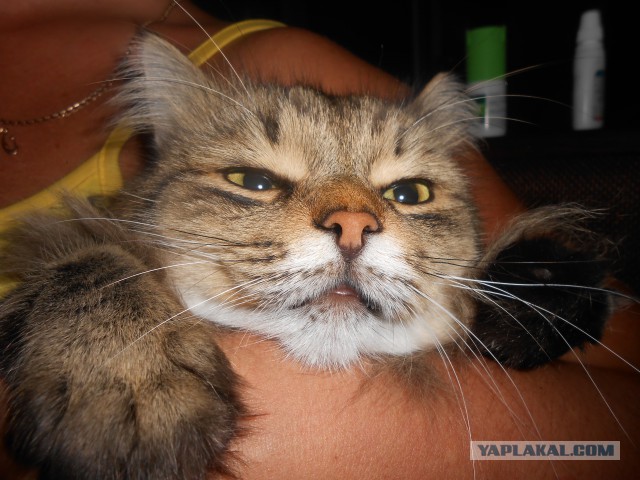 Котовторник 28.04.2015