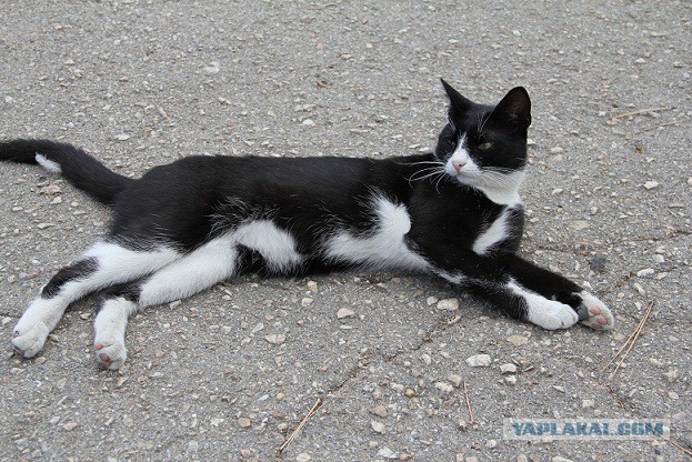 Коты Крыма