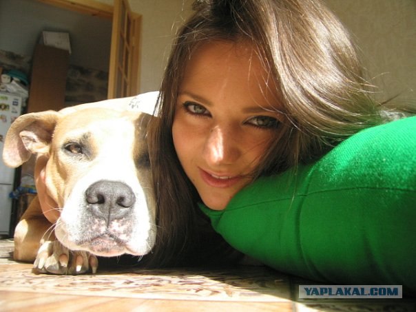 Стаффордшир покусал 3х человек на Урале