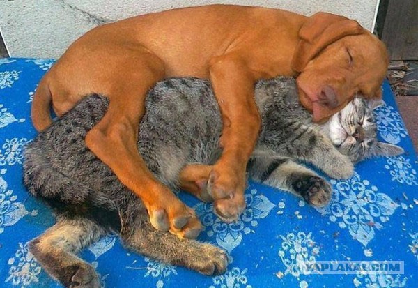 19 котов, которые по уши втрескались в собак