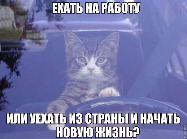 Мохнатые беспредельщики