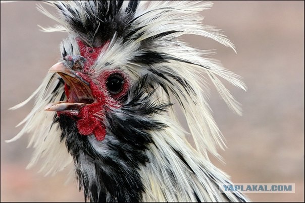 Песков назвал вопрос о курсе рубля некритичным для россиян