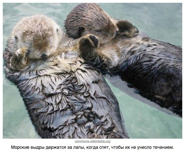 Божьи твари