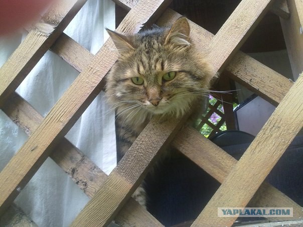 Котовторник  10.05.2016