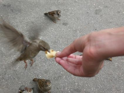 Каких птиц вы видите в городе?