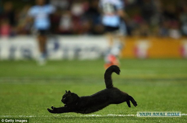 В Австралии во время матча по регби на поле выбежал афигенный черный кот