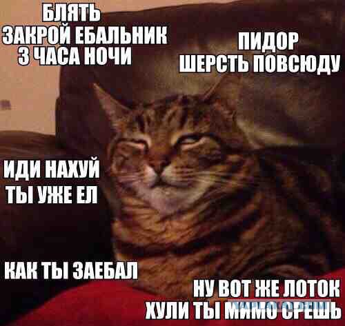 Знакомьтесь, бенгальский кот по кличке Тор с идеально красивой шерсткой