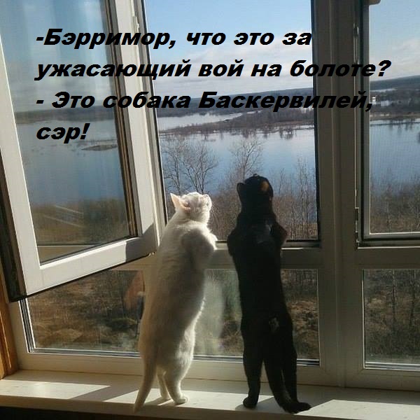 Котовторник 18.10.2016