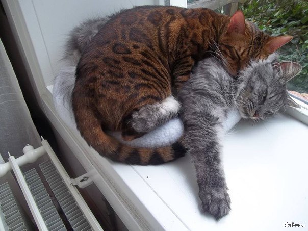 Коты и Кошки