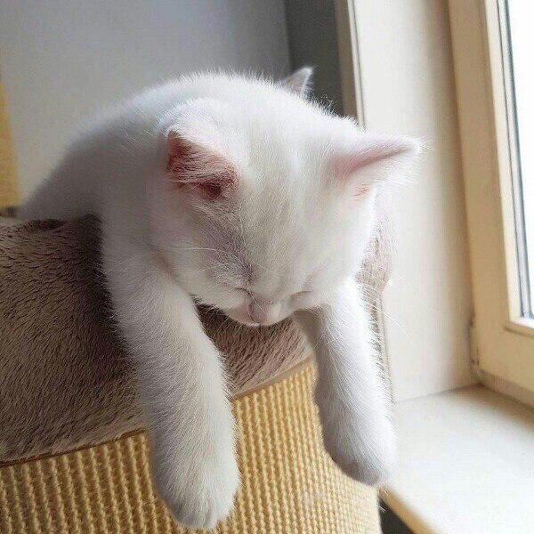 Коты и Кошки