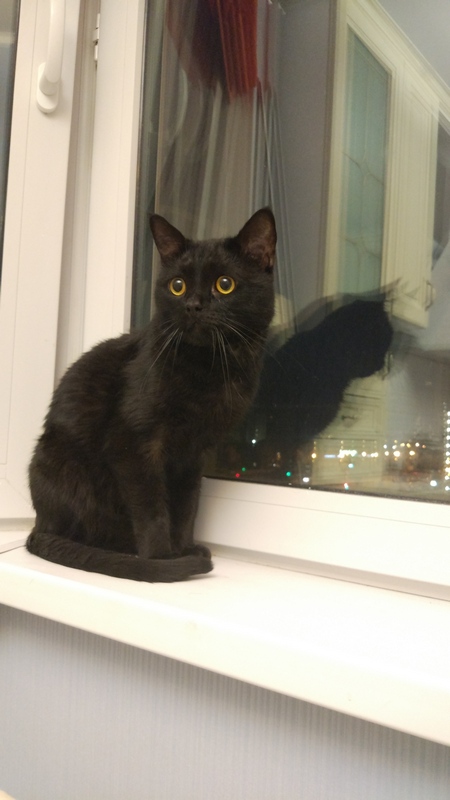 Котовторник 8.08.2017