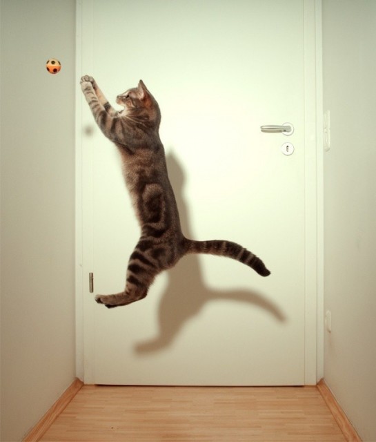 Коты и Кошки